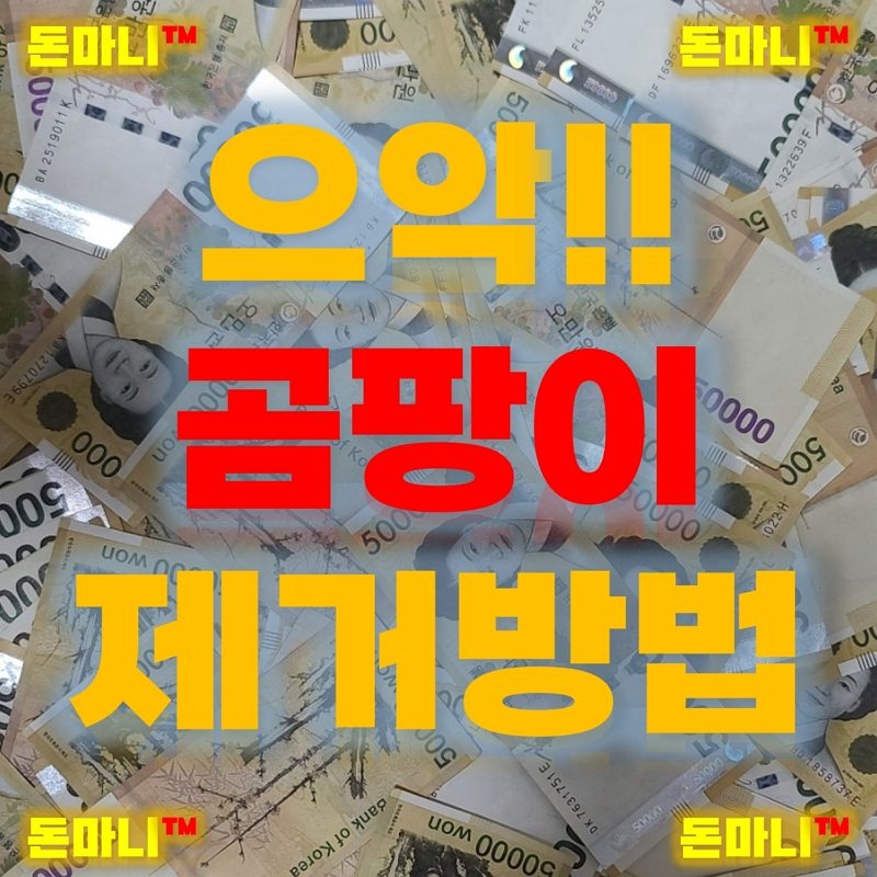 여름 곰팡이 예방 및 제거방법